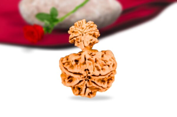 Garb gauri rudraksha nepali rudraksha collector grade rlrnggci back