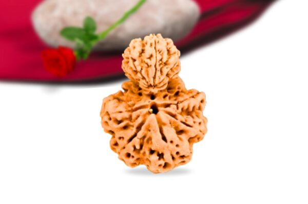 Garb gauri rudraksha nepali rudraksha collector grade rlrnggci front