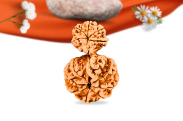 Garb gauri rudraksha nepali rudraksha large grade rlrnggli backgarb gauri rudraksha nepali rudraksha large grade rlrnggli back