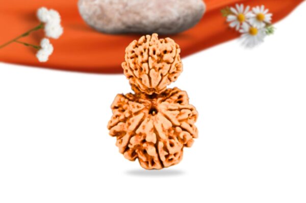 Garb Gauri Rudraksha Nepali Rudraksha Large Grade RLRNGGLI Front