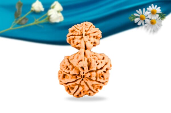 Garb Gauri Rudraksha Nepali Rudraksha Regular Grade RLRNGGRI Back