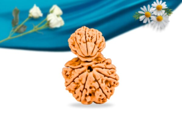 Garb Gauri Rudraksha Nepali Rudraksha Regular Grade RLRNGGRI Front