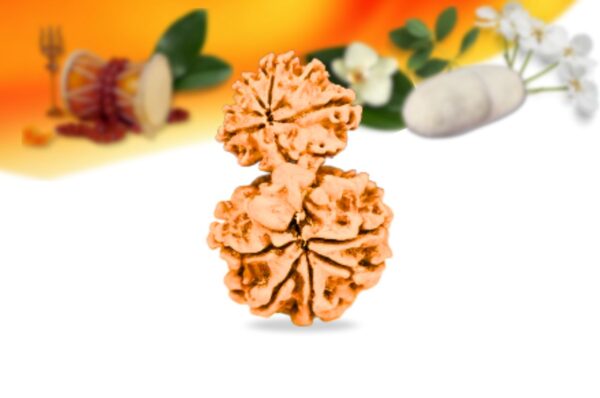 Garb gauri rudraksha nepali rudraksha small grade rlrnggsi back