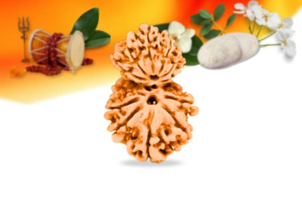 Garb gauri rudraksha nepali rudraksha small grade rlrnggsi front