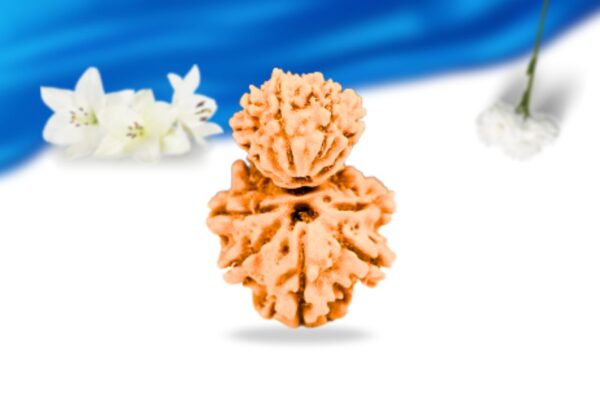 Garb Gauri Rudraksha Nepali Rudraksha Super Collector Grade RLRNGGSCI Front