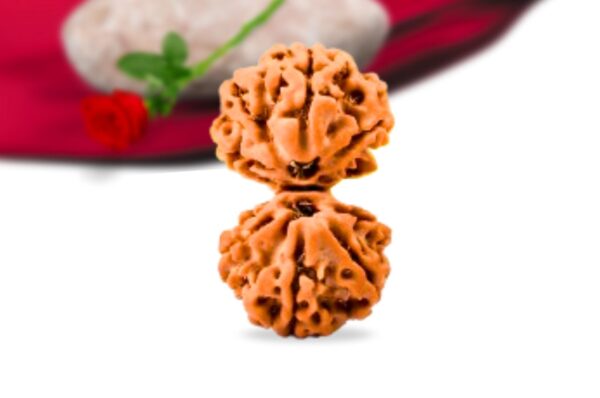 Gauri shankar nepali rudraksha collector grade rlrngsci front