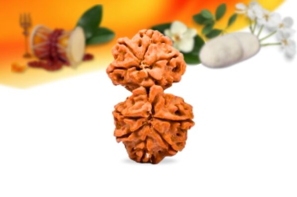 Gauri shankar nepali rudraksha small grade rlrngssi back