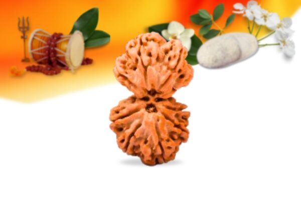 Gauri shankar nepali rudraksha small grade rlrngssi front