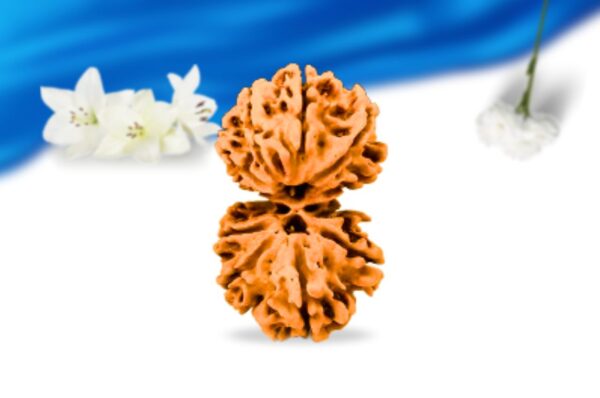 Gauri shankar nepali rudraksha super collector grade rlrngssci front