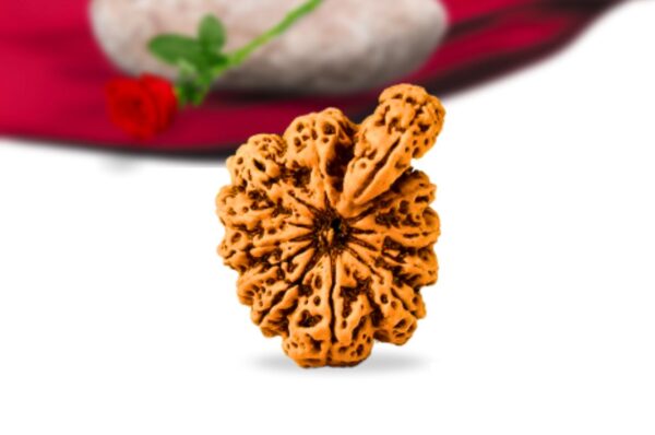 Savar Naag Nepali Rudraksha Collector Grade RLRNSNCI Front