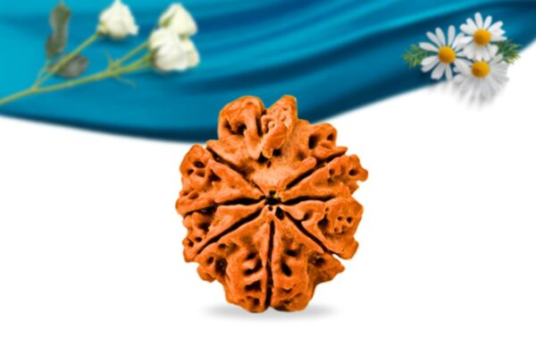 Savar Naag Nepali Rudraksha Regular Grade RLRNSNRI Back