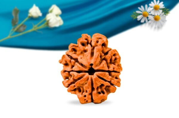 Savar Naag Nepali Rudraksha Regular Grade RLRNSNRI Front