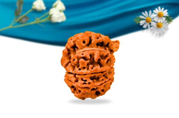 Savar Naag Nepali Rudraksha Regular Grade RLRNSNRI Side