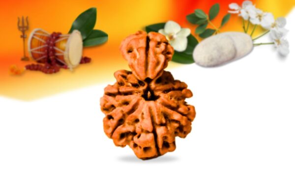 Savar Naag Nepali Rudraksha Small Grade RLRNSNSI Front