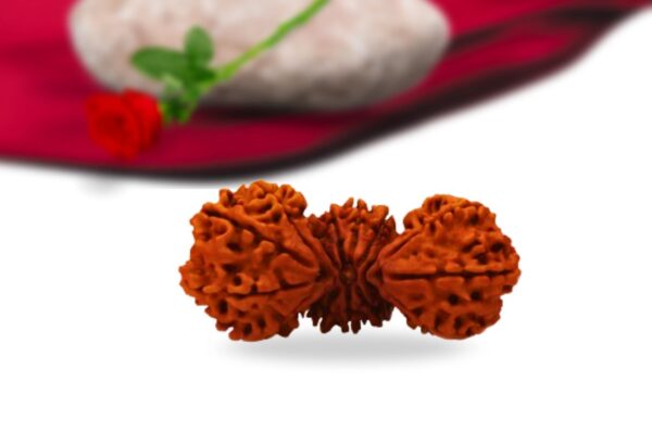 Trijuti Nepali Rudraksha Collector Grade RLRNTCI Back