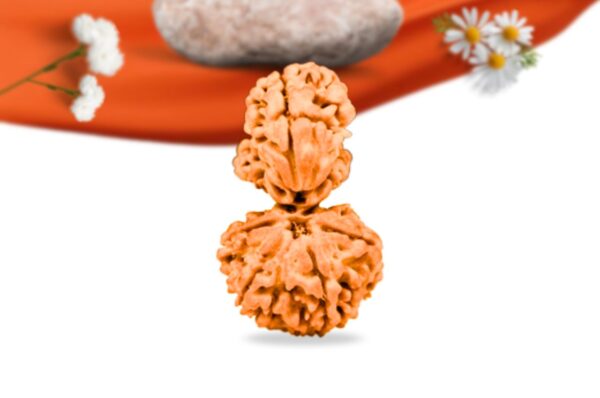 Trijuti Nepali Rudraksha Large Grade RLRNTLI Front