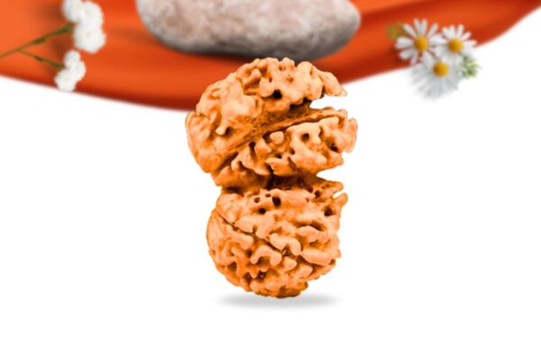 Trijuti Nepali Rudraksha Large Grade RLRNTLI Side