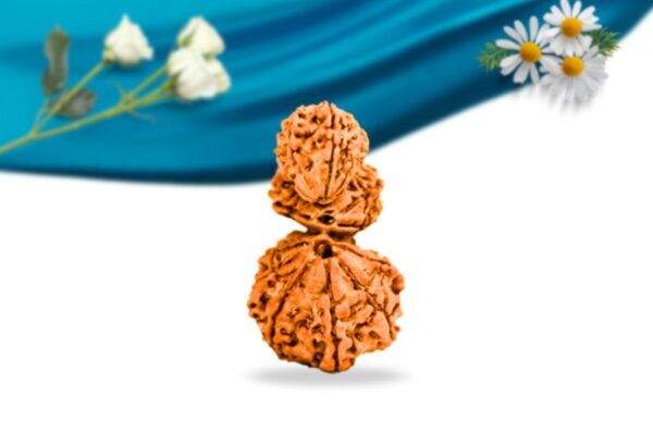 Trijuti nepali rudraksha regular grade rlrntri front