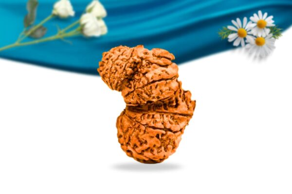 Trijuti nepali rudraksha regular grade rlrntri side