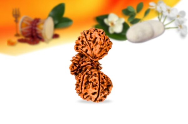 Trijuti nepali rudraksha small grade rlrntsi back