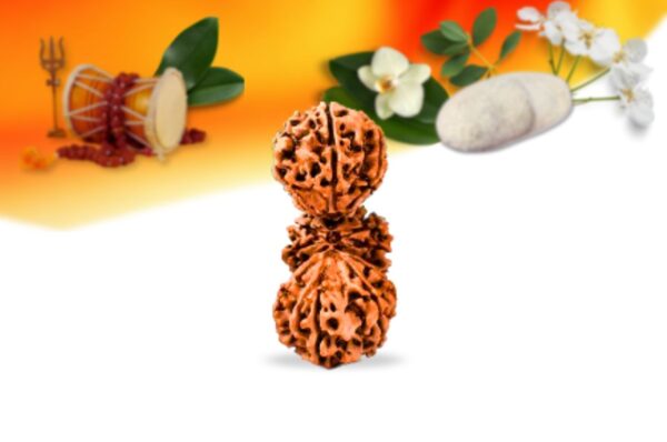 Trijuti nepali rudraksha small grade rlrntsi front