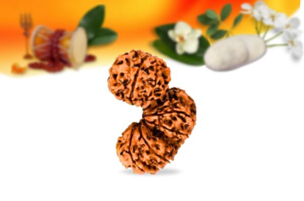 Trijuti Nepali Rudraksha Small Grade RLRNTSI Side