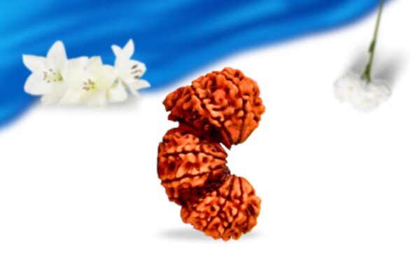 Trijuti Nepali Rudraksha Super Collector Grade RLRNTSCI Side