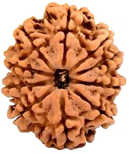 10 Mukhi Nepal Rudraksha