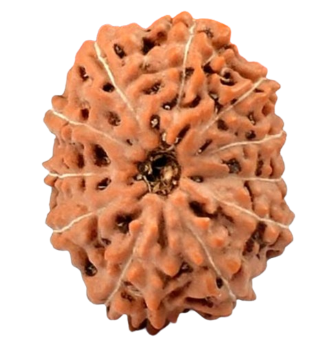 11 Mukhi Indonesian Rudraksha