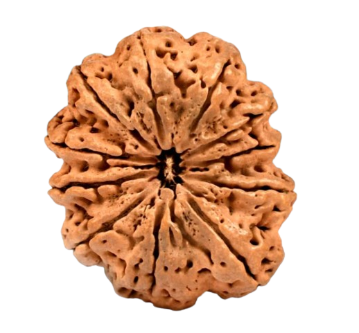 11 Mukhi Nepali Rudraksha