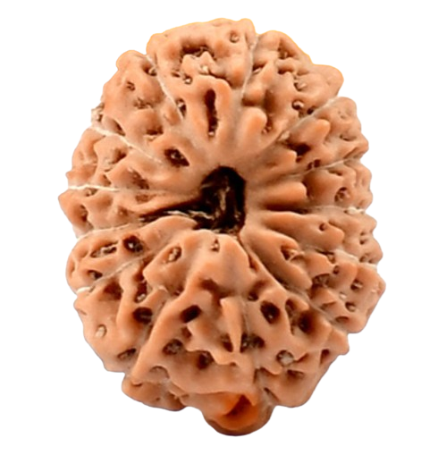 13 Mukhi Indonesian Rudraksha