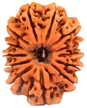 13 Mukhi Nepali Rudraksha