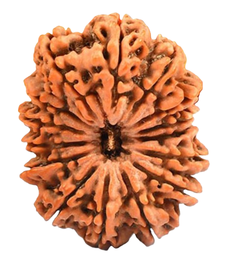 15 Mukhi Nepal Rudraksha