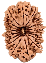 18 Mukhi Nepali Rudraksha