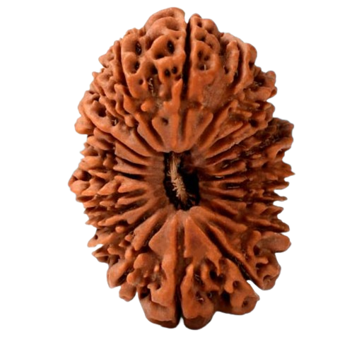 20 Mukhi Nepali Rudraksha