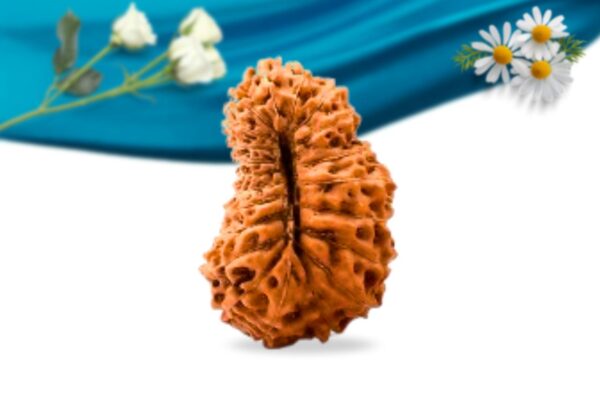 21 mukhi indonesian rudraksha regular grade rlri21ri back