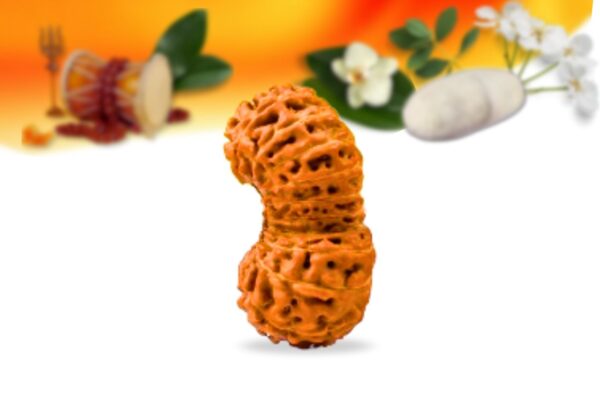 21 mukhi indonesian rudraksha small grade rlrn21si side