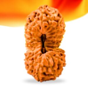 21 Mukhi Indonesian Rudraksha Small Grade RLRN21SI Thumbnail