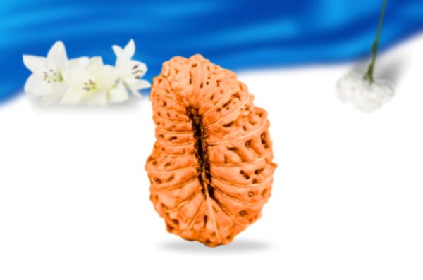 21 mukhi indonesian rudraksha super collector grade rlri21sci back