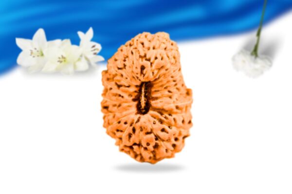 21 mukhi indonesian rudraksha super collector grade rlri21sci front