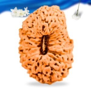 21 Mukhi Indonesian Rudraksha Super Collector Grade RLRI21SCI Thumbnail