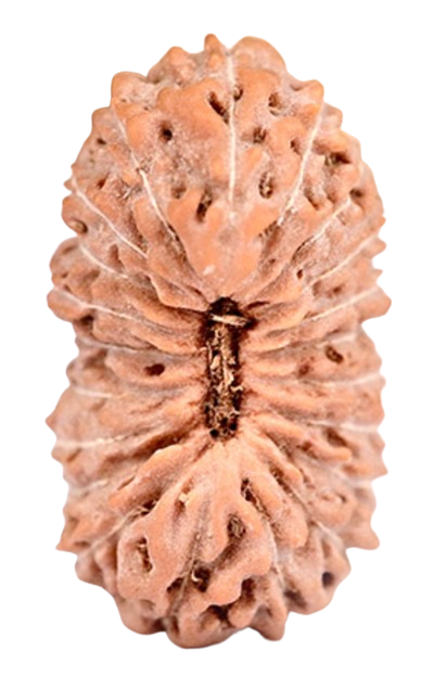 21 Mukhi Indonesian Rudraksha