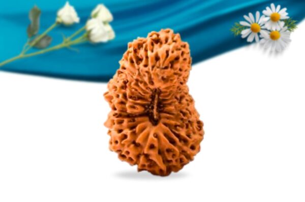 21 mukhi nepali rudraksha regular grade rlrn21ri front