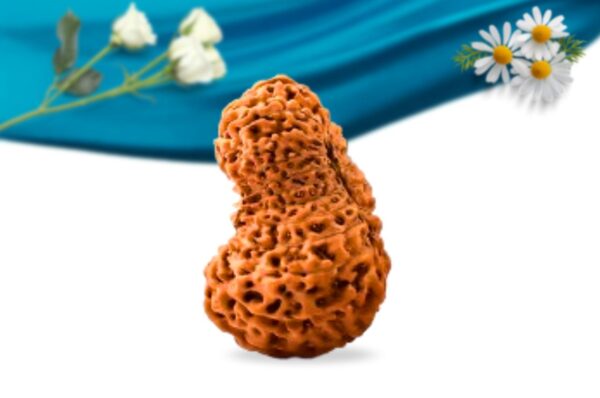 21 mukhi nepali rudraksha regular grade rlrn21ri side