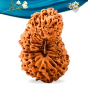 21 Mukhi Nepali Rudraksha Regular Grade RLRN21RI Thumbnail