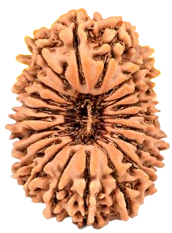 21 Mukhi Nepali Rudraksha