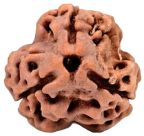 3 Mukhi Nepali Rudraksha