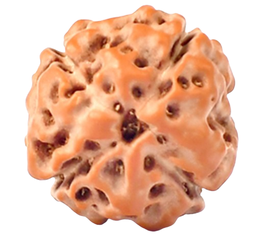 4 Mukhi Indonesian Rudraksha