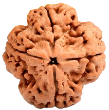 4 Mukhi Nepali Rudraksha