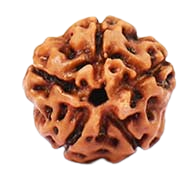 5 Mukhi Indonesian Rudraksha